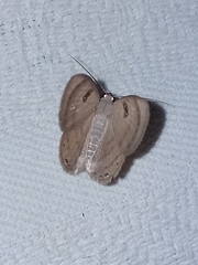 Argyrotome cyclopea
