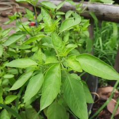 Ocimum basilicum