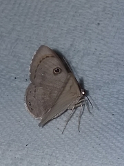 Argyrotome cyclopea