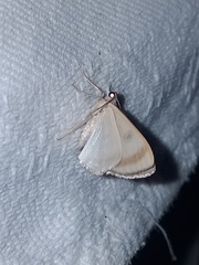Argyrotome cyclopea