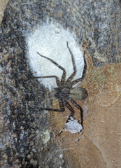 Selenops insularis
