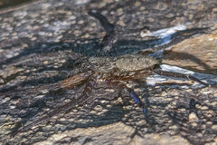 Selenops insularis