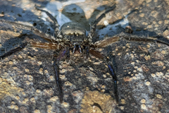 Selenops insularis