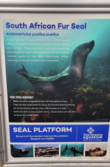 Arctocephalus pusillus pusillus