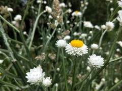 Leucochrysum albicans