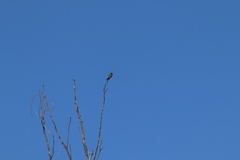 Cynanthus latirostris