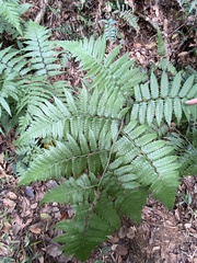Diplazium taiwanense