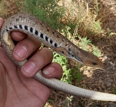 Gerrhonotus liocephalus
