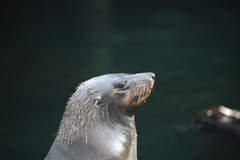 Arctocephalus pusillus pusillus