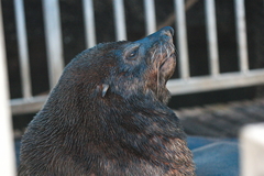 Arctocephalus pusillus pusillus