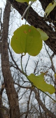 Smilax rotundifolia
