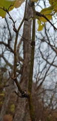 Smilax rotundifolia