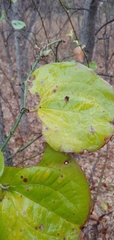 Smilax rotundifolia