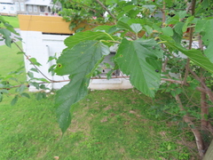 Morus alba