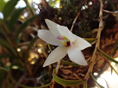 Dendrobium cunninghamii