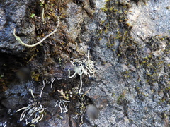 Pilophorus acicularis