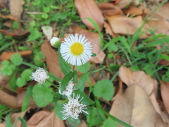 Erigeron philadelphicus