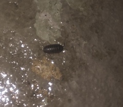 Armadillidiidae