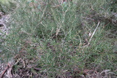 Olearia rosmarinifolia