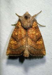 Papaipema impecuniosa