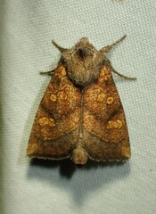 Papaipema impecuniosa