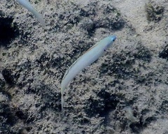 Ptereleotris microlepis