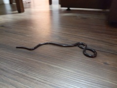 Liotyphlops ternetzii