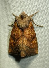 Papaipema impecuniosa