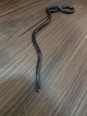 Liotyphlops ternetzii