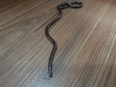 Liotyphlops ternetzii