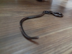 Liotyphlops ternetzii