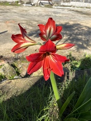 Hippeastrum hybridum