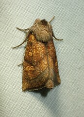 Papaipema impecuniosa