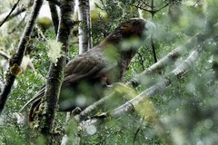 Nestor meridionalis septentrionalis