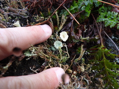 Cladonia pyxidata