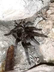 Theraphosinae