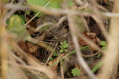 Coluber constrictor flaviventris