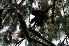 Nestor meridionalis septentrionalis