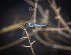 Brachydiplax denticauda