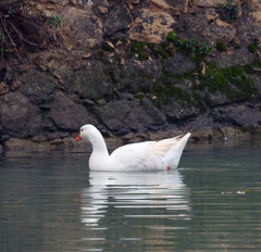 Anser anser domesticus