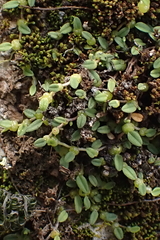 Bulbophyllum pygmaeum