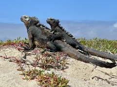 Amblyrhynchus cristatus hassi