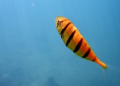 Gnathanodon speciosus