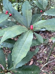 Ardisia cornudentata morrisonensis