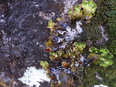 Peltigera britannica