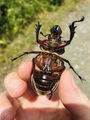 Sphaenognathus giganteus