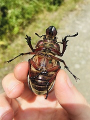 Sphaenognathus giganteus