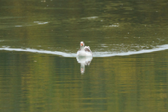 Anser anser domesticus