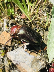 Sphaenognathus giganteus