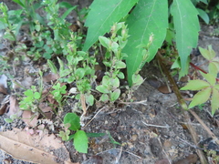 Triodanis